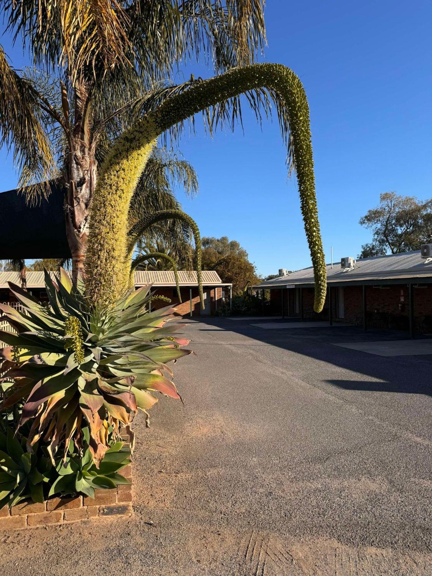 Tooleybuc Motel Buitenkant foto